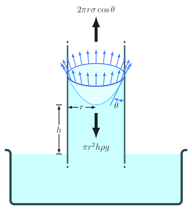 Capillary Rise Surface Tension Solved Problems